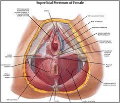 Chapitre 1. Qu'est-ce que le périnée ?